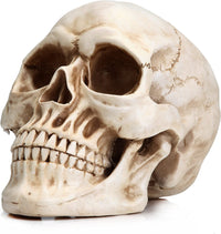 Thumbnail for 1:1 Replica Realistic Human Adult Skull Head Bone Model