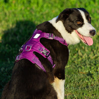 Thumbnail for Whinhyepet Harness Purple L