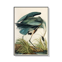 Thumbnail for Wall Art 90cmx135cm Great Blue Heron By John James Audubon Black Frame Canvas