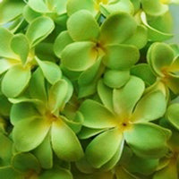 Thumbnail for 1 Set of 20 LED Green Frangipani Flower Battery String Lights Christmas Gift Home Wedding Party Decoration Outdoor Table Garland Wreath